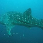 Whale-shark interaction in Oslob